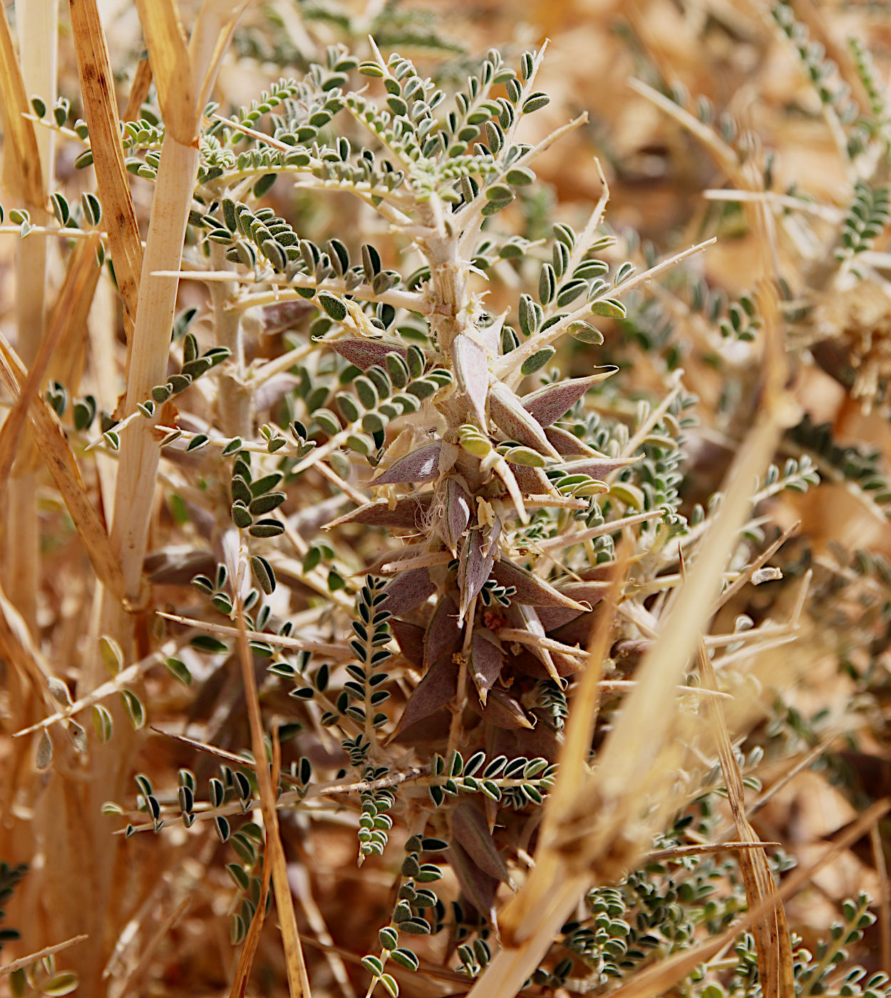 Image of Astragalus trigonus specimen.
