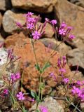 Silene armeria