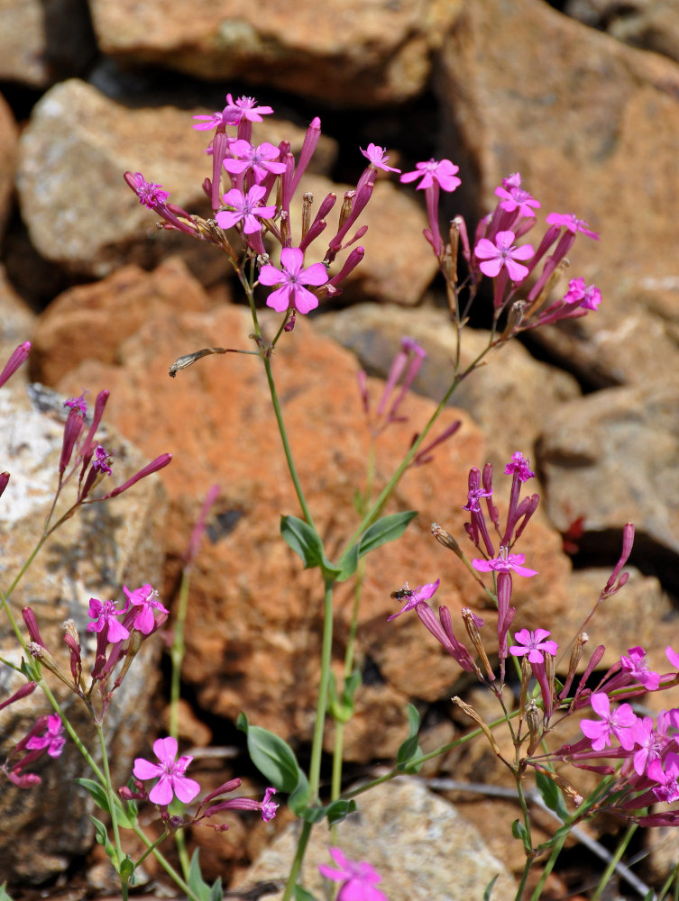 Image of Silene armeria specimen.