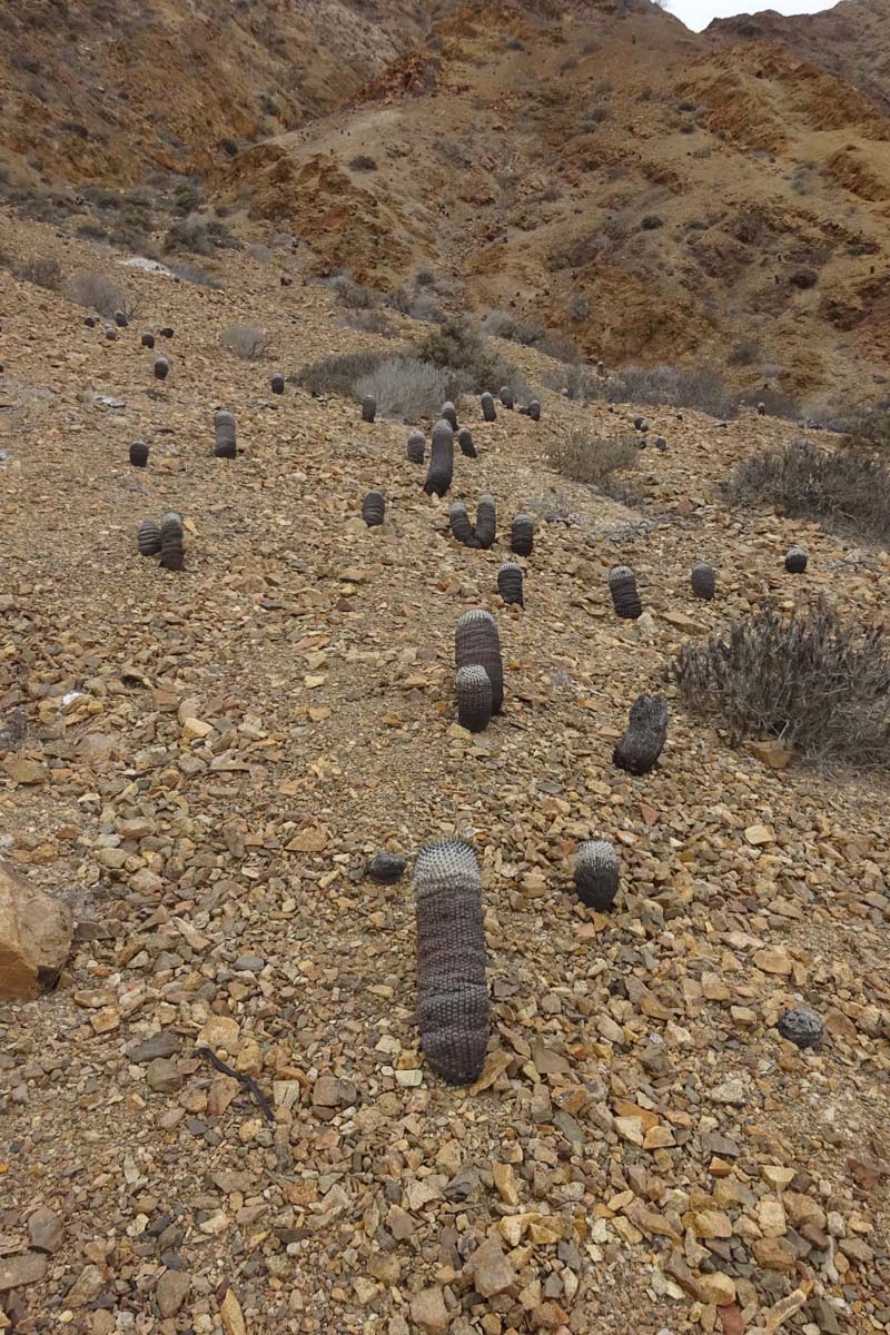 Image of Copiapoa columna-alba specimen.