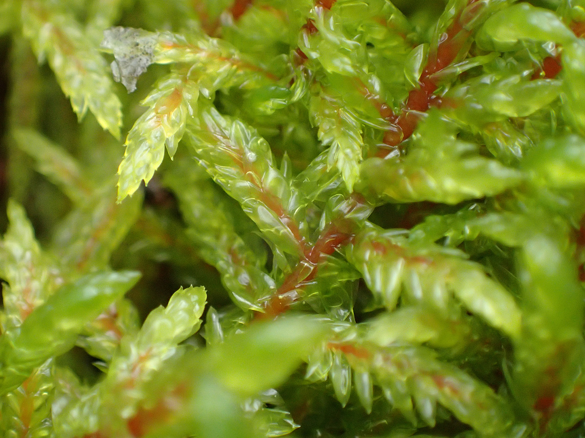 Image of Pleurozium schreberi specimen.