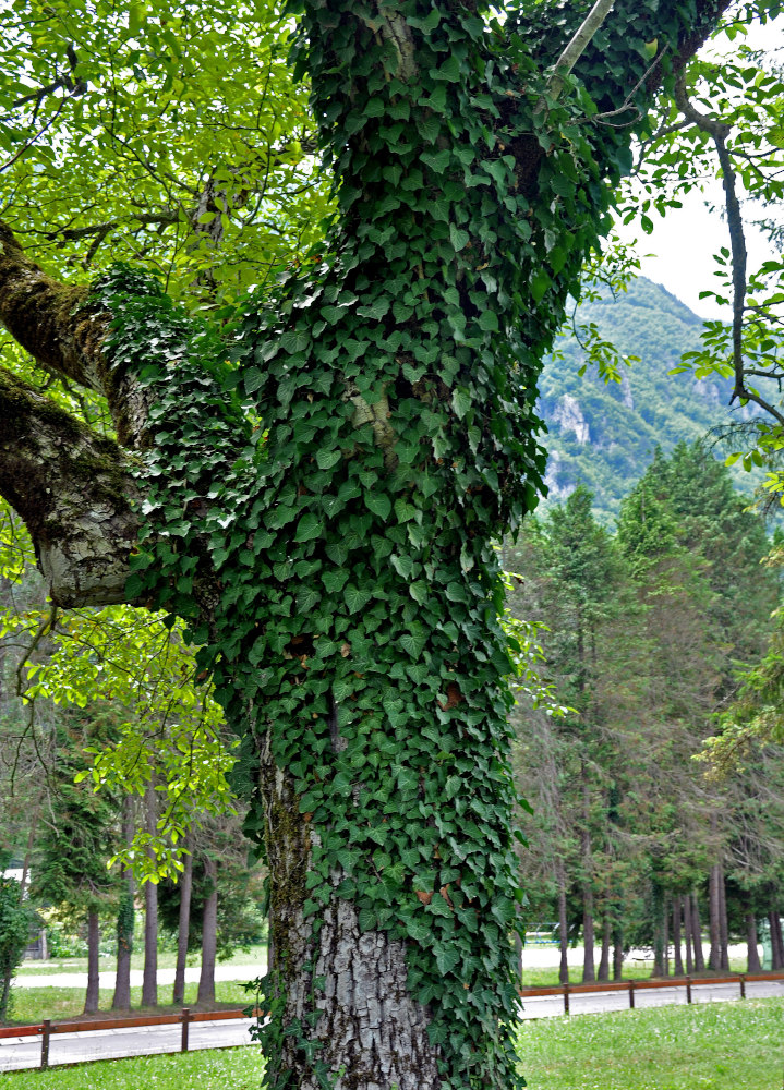 Изображение особи Hedera helix.