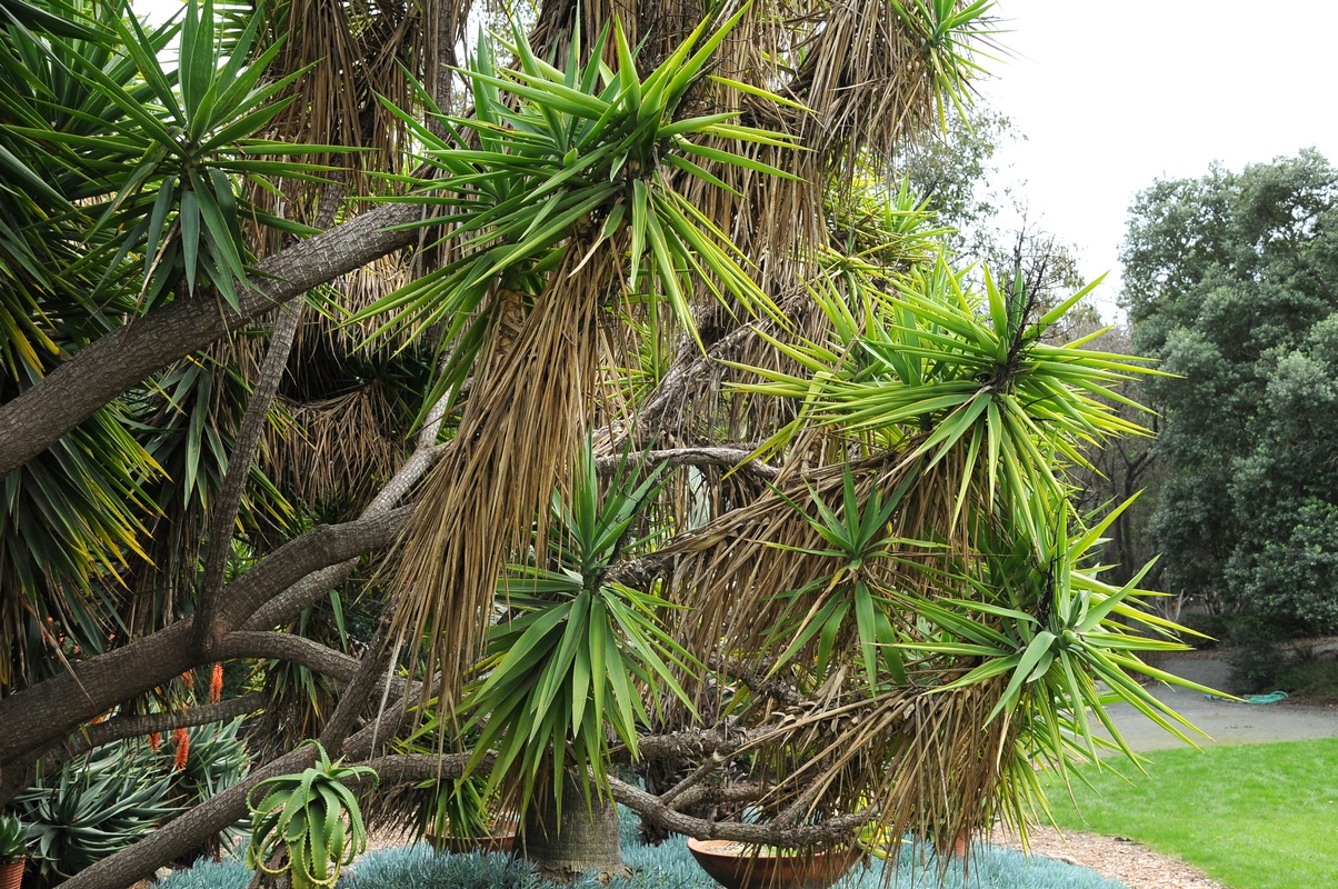 Изображение особи Yucca gigantea.