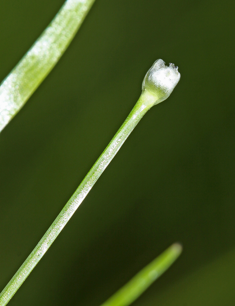 Image of Eriocaulon chinorossicum specimen.