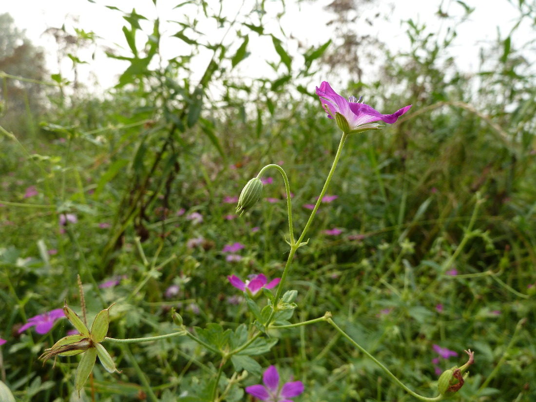 Image of Geranium palustre specimen.