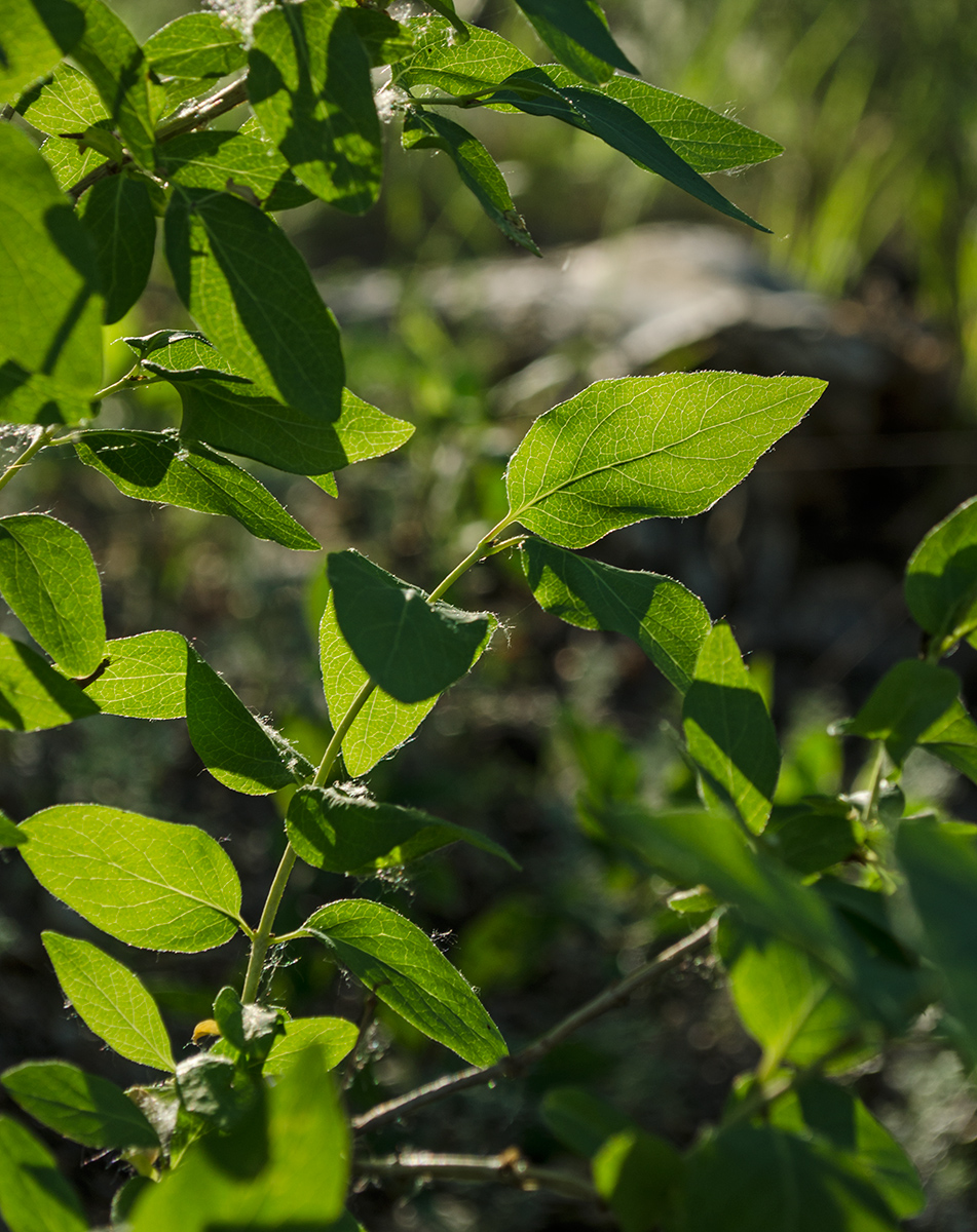 Image of Lonicera tatarica specimen.