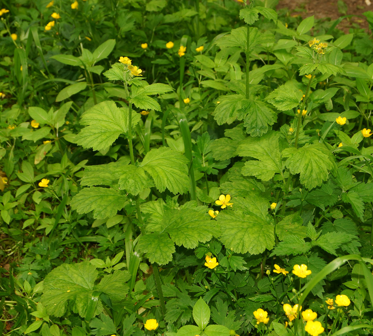 Image of Geum macrophyllum specimen.