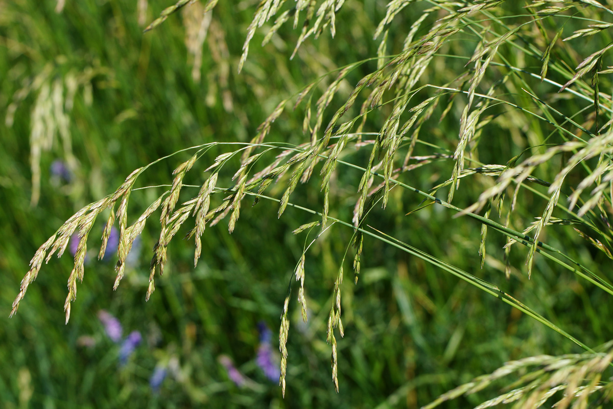 Изображение особи Festuca arundinacea.