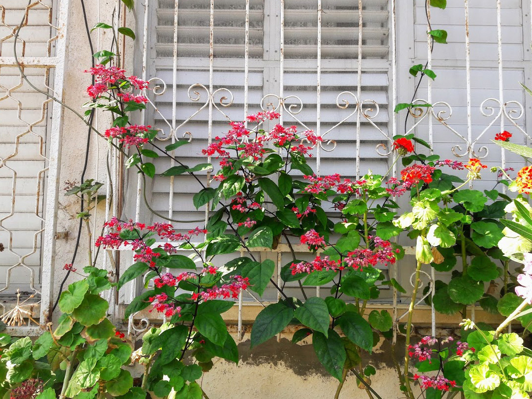 Изображение особи Clerodendrum splendens.