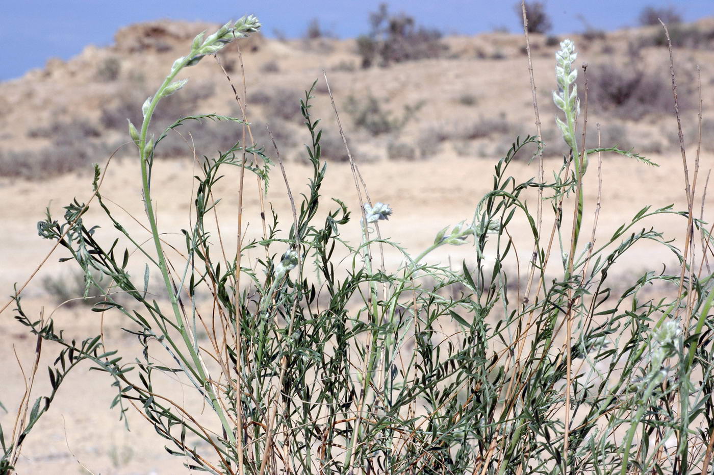 Изображение особи Ammothamnus songoricus.