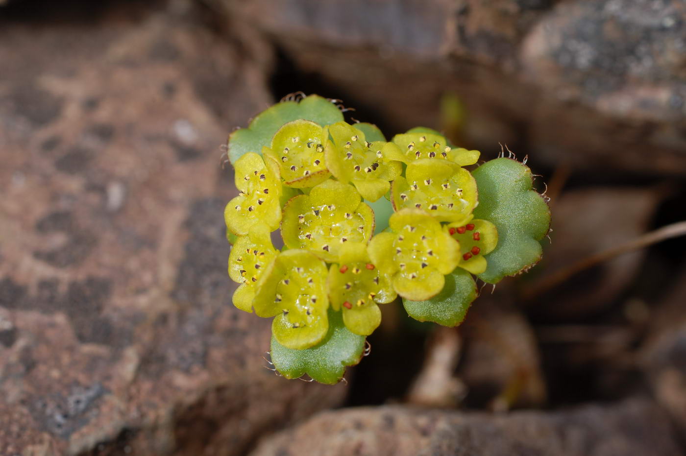 Изображение особи Chrysosplenium wrightii.