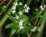 Galium rivale