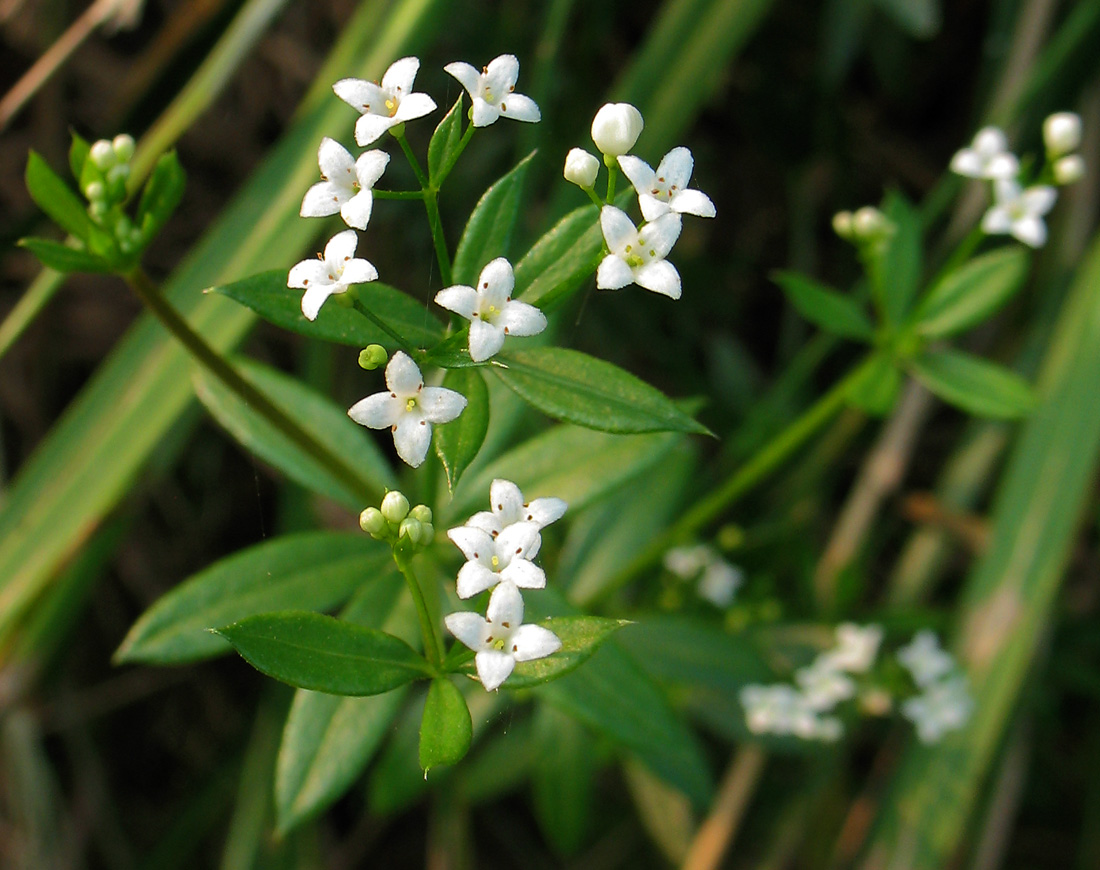 Image of Galium rivale specimen.