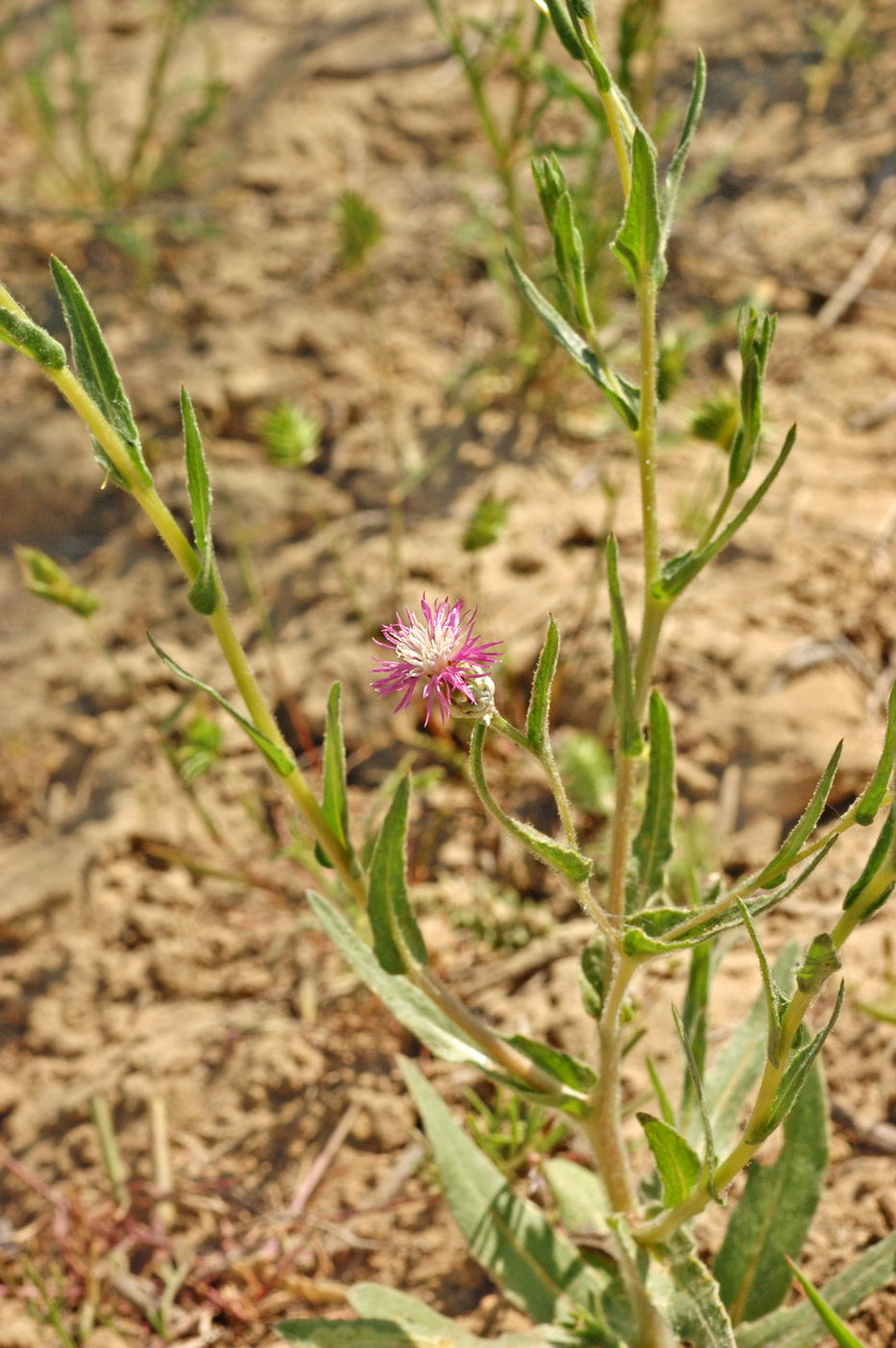 Image of Hyalea pulchella specimen.