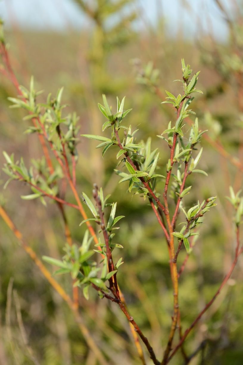 Image of Salix rosmarinifolia specimen.