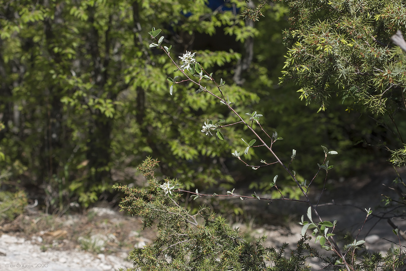 Image of Amelanchier ovalis specimen.