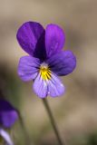 Viola tricolor. Цветок. Карельский перешеек, окр. Сертолово, на краю поля. 10.05.2020.