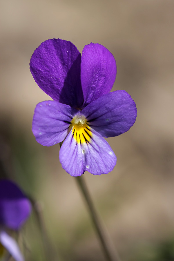 Image of Viola tricolor specimen.