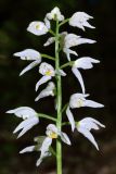 Cephalanthera longifolia