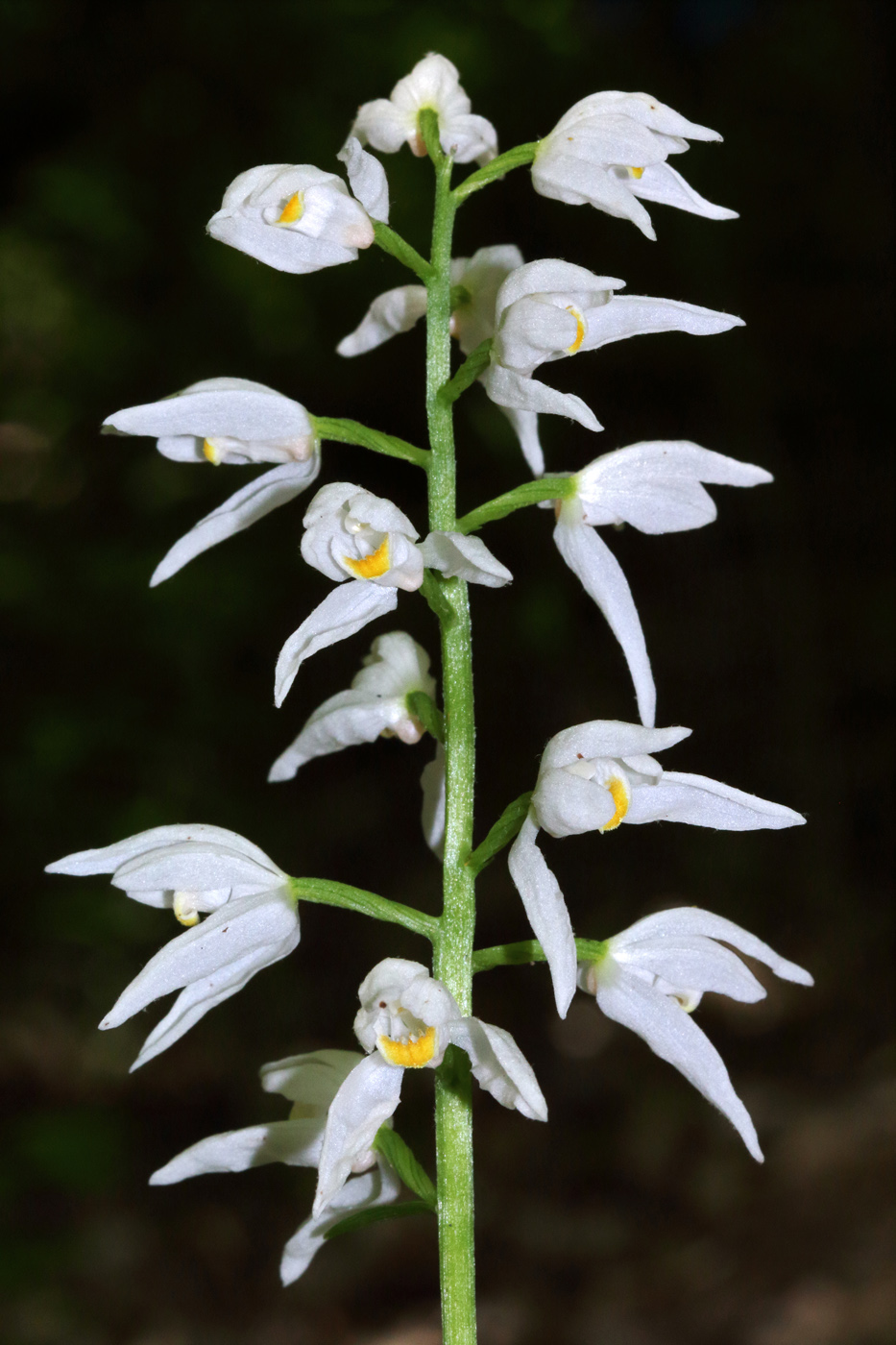 Изображение особи Cephalanthera longifolia.