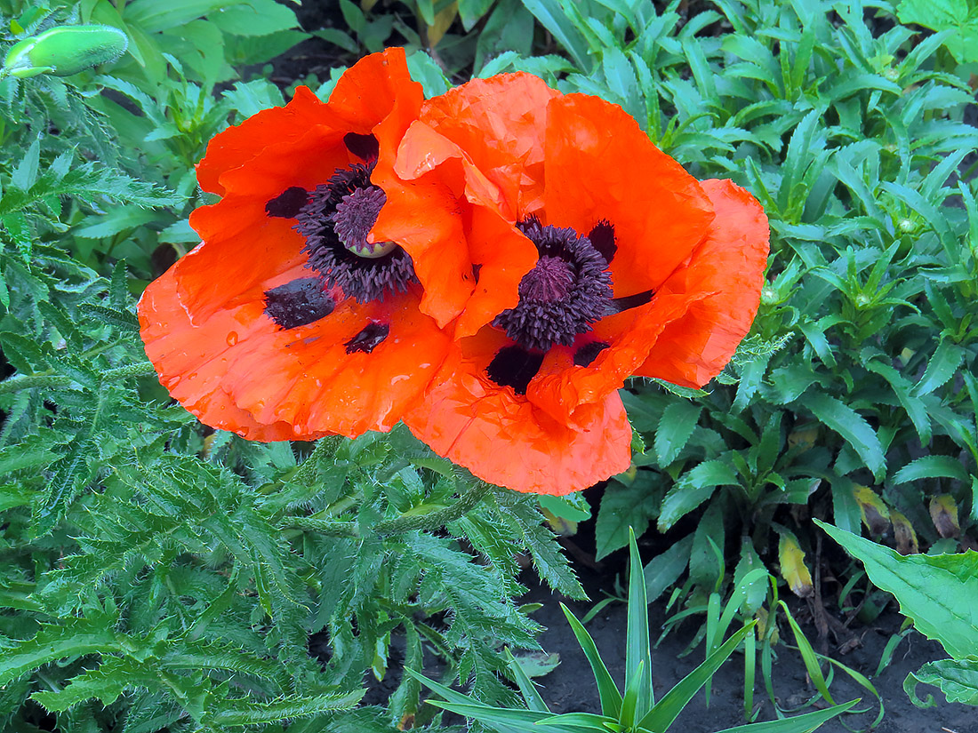 Image of Papaver setiferum specimen.