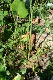 Ranunculus acris