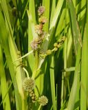 Sparganium microcarpum