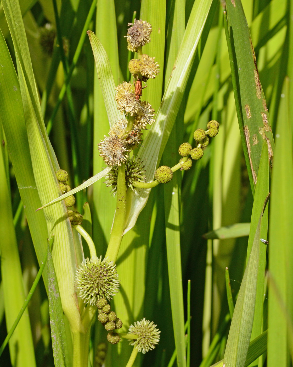 Image of Sparganium microcarpum specimen.