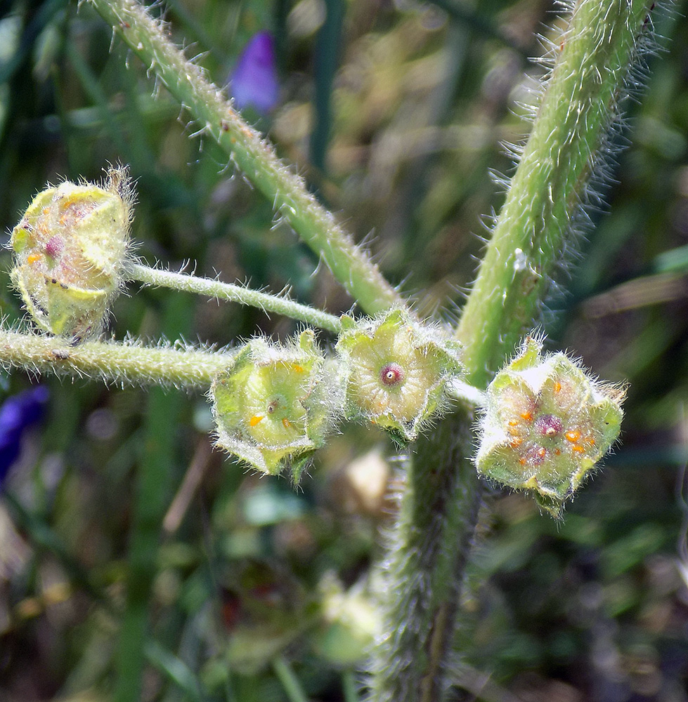 Image of Malva sylvestris specimen.