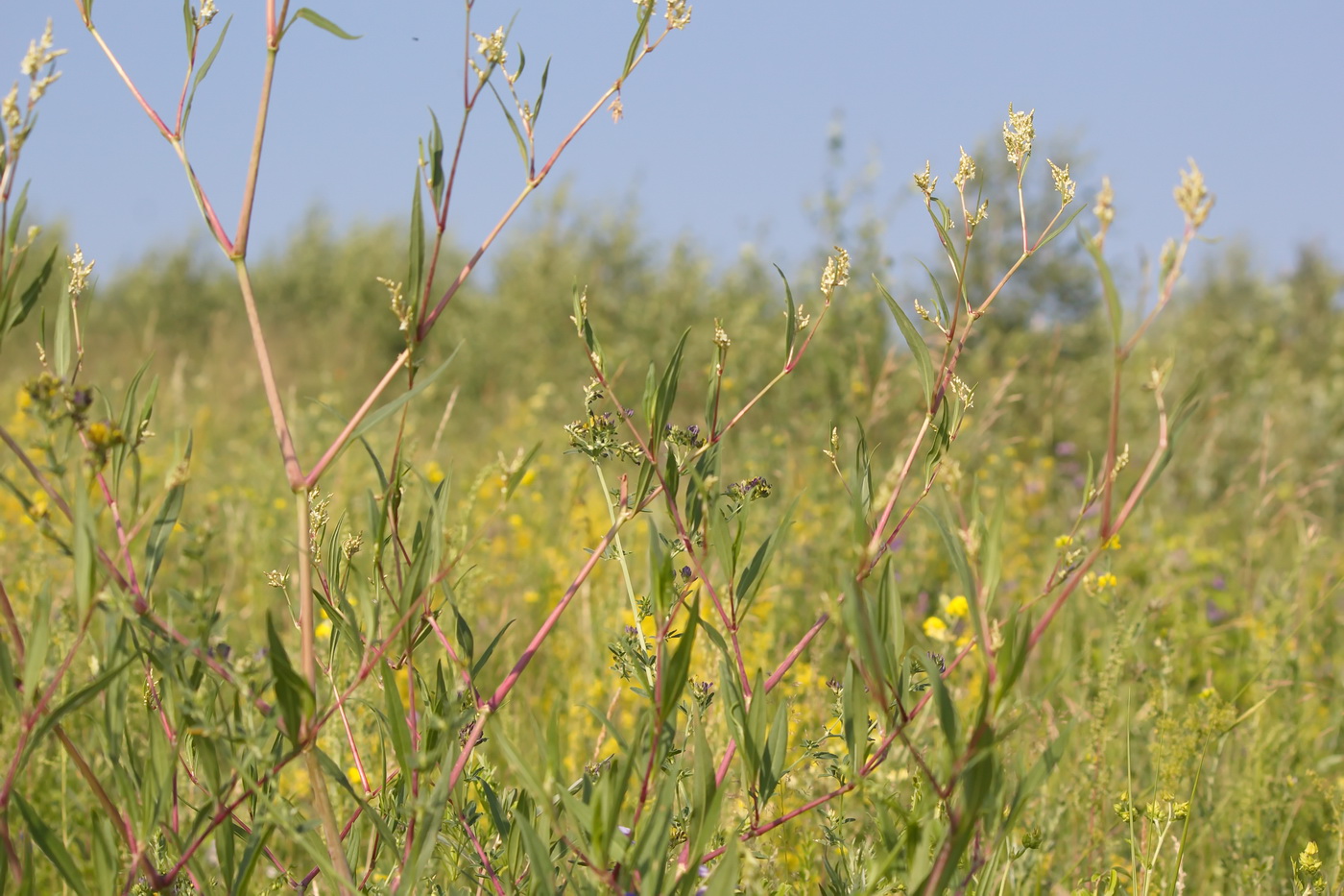 Изображение особи Aconogonon divaricatum.