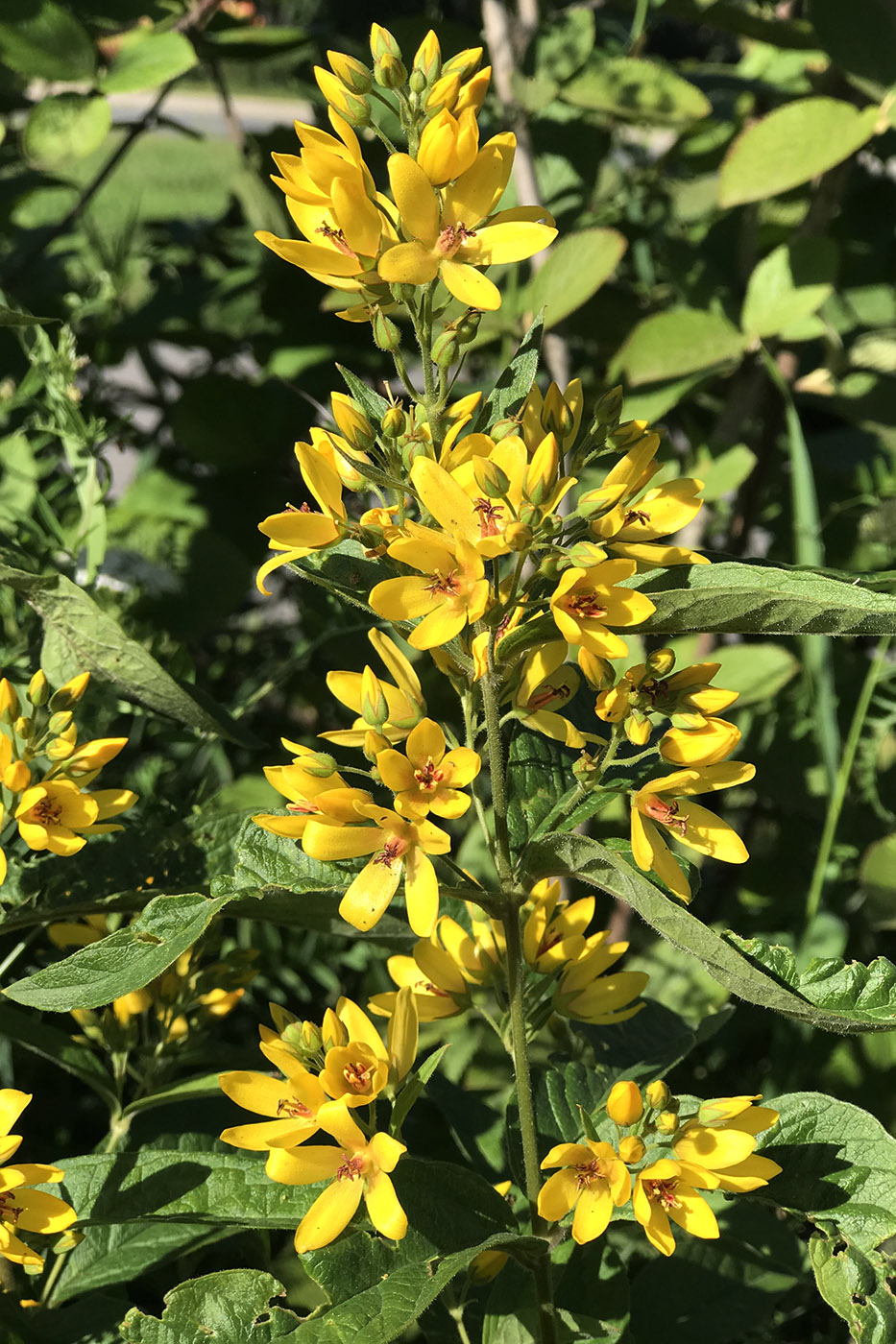 Изображение особи Lysimachia vulgaris.