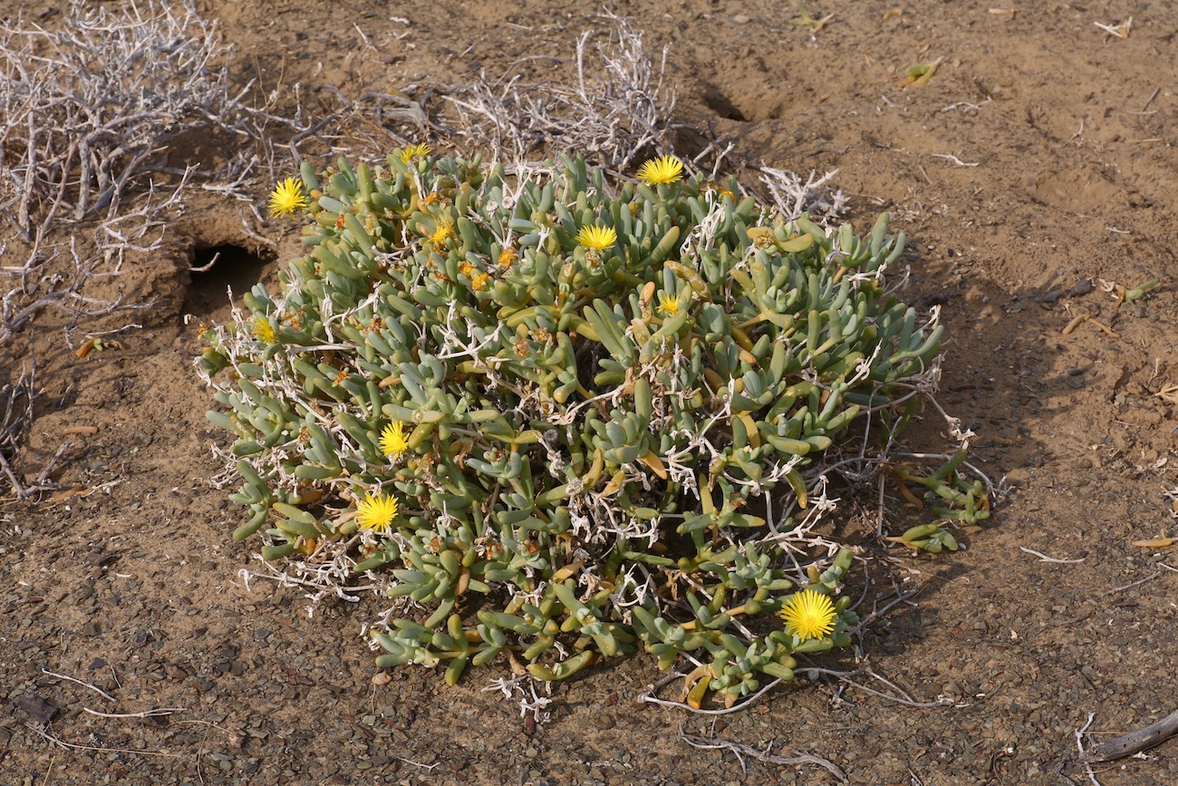 Image of Malephora luteola specimen.