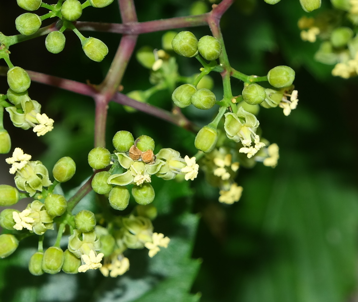 Изображение особи Parthenocissus quinquefolia.