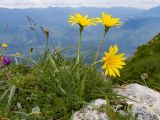 Tragopogon filifolius. Цветущее растение. Краснодарский край, Апшеронский р-н, гора Черногор, платообразная вершина, ≈ 1750 м н.у.м., карст. 27.06.2020.