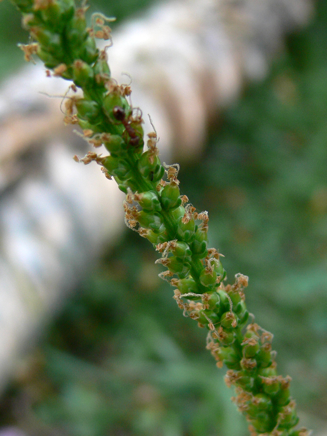 Image of Plantago major specimen.