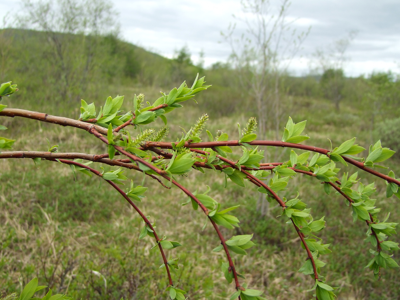Image of Salix dshugdshurica specimen.