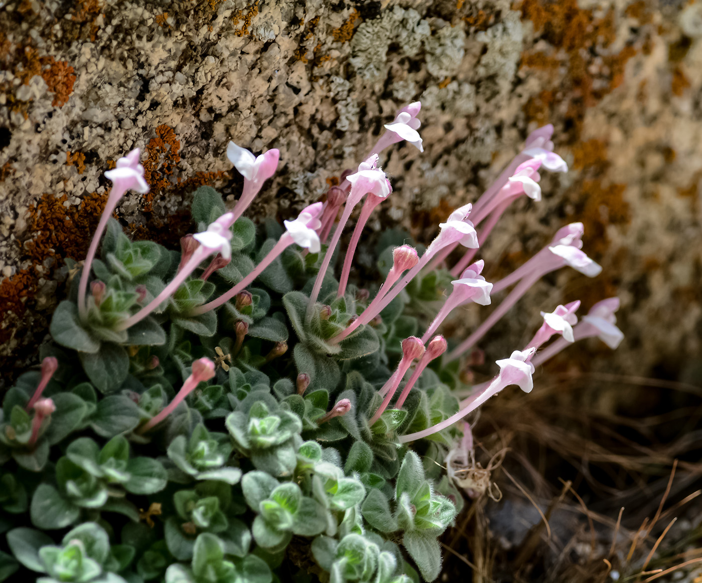 Изображение особи Scutellaria leptosiphon.