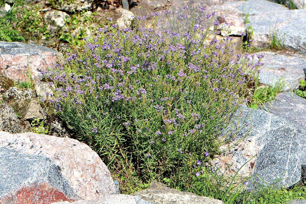 Image of genus Linaria specimen.