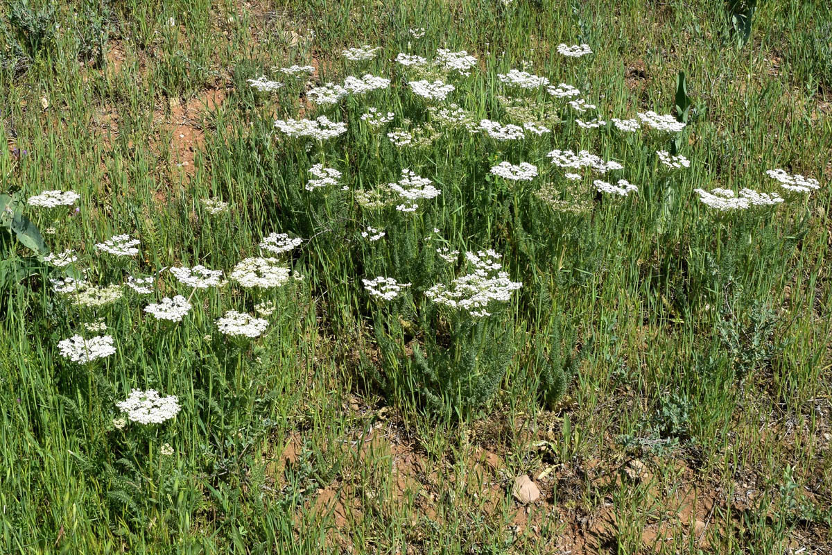 Image of Schrenkia golickeana specimen.