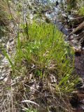 Carex nigra