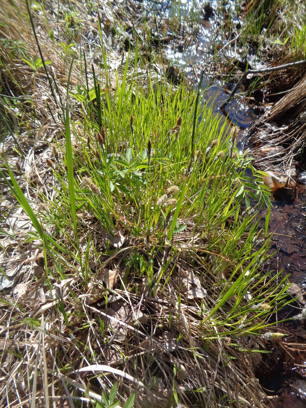 Изображение особи Carex nigra.