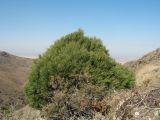 Juniperus semiglobosa. Фруктифицирующее растение карликовой формы с полушаровидной кроной; высота деревца - 150 см; спереди - плодоносящая Atraphaxis virgata. Южный Казахстан, сев. макросклон зап. части Киргизского хр., ущ. Шошкалы, ≈ 800 м н.у.м., степной склон зап. экспозиции. 20 сентября 2020 г.