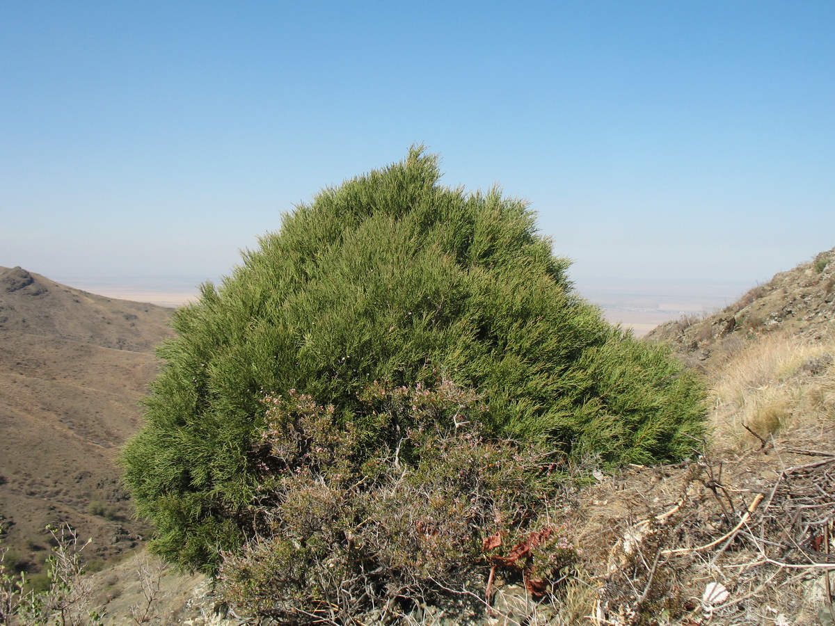 Изображение особи Juniperus semiglobosa.