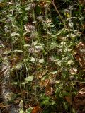 Clinopodium vulgare