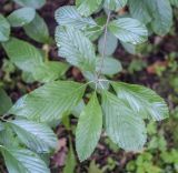 Sorbus aria