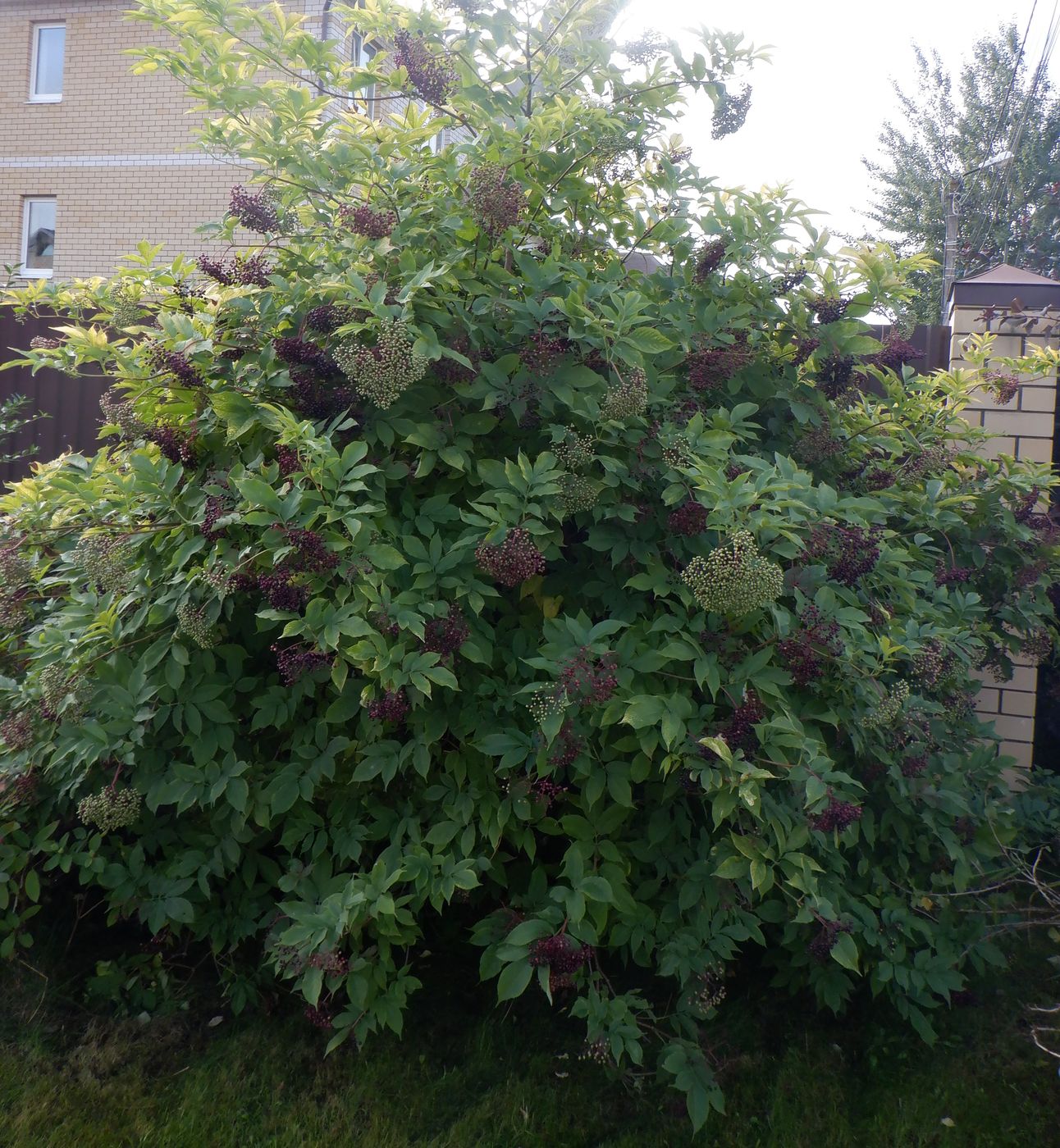 Image of Sambucus nigra specimen.