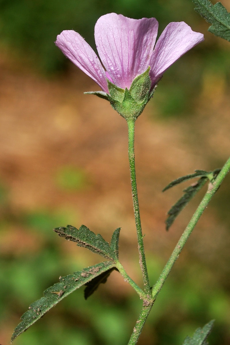 Image of Althaea cannabina specimen.