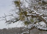 Quercus robur. Часть кроны покоящегося дерева с плодоносящей Viscum album. Краснодарский край, Крымский р-н, окр. станицы Неберджаевская, ур. Темрючки, терраса перед спуском к ущелью с ручьём. 16.01.2021.