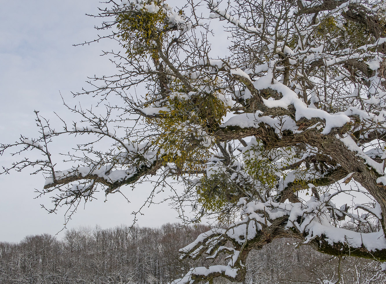 Изображение особи Quercus robur.