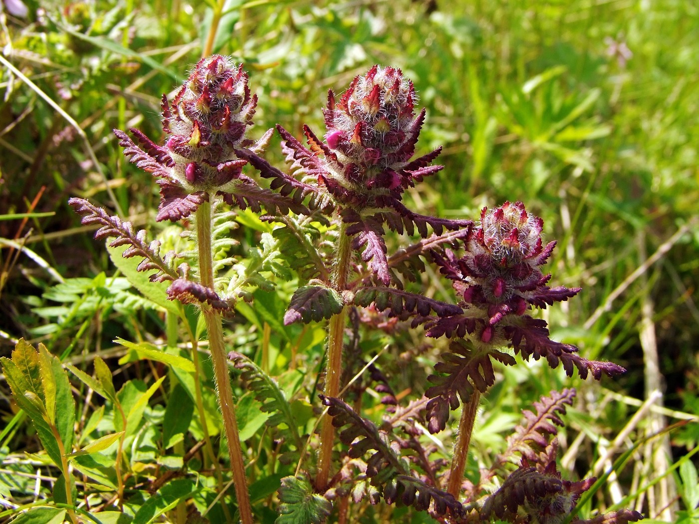 Изображение особи Pedicularis verticillata.